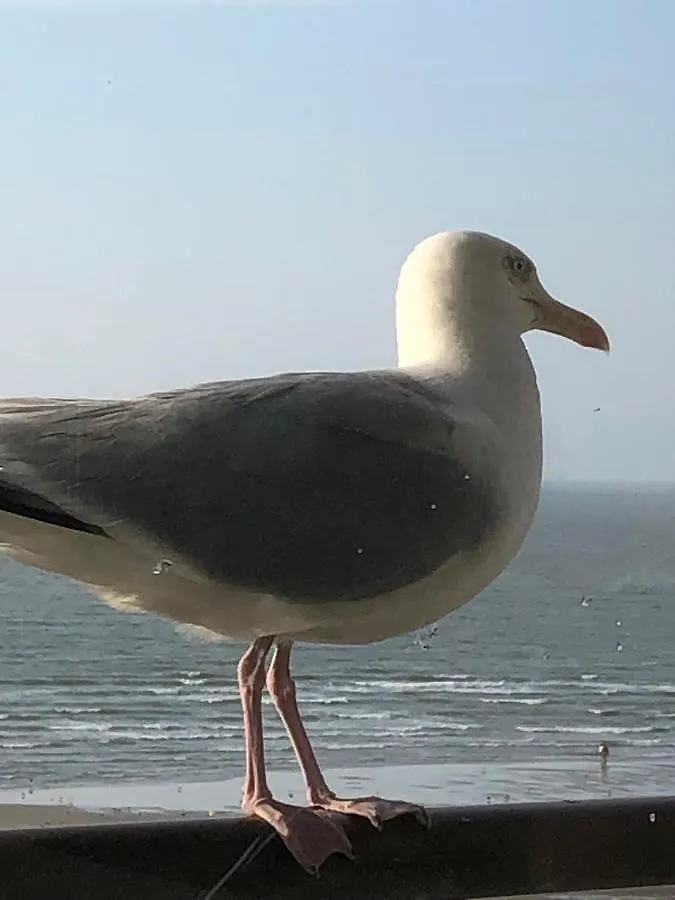 Royal Zeezicht Oostende Belgie